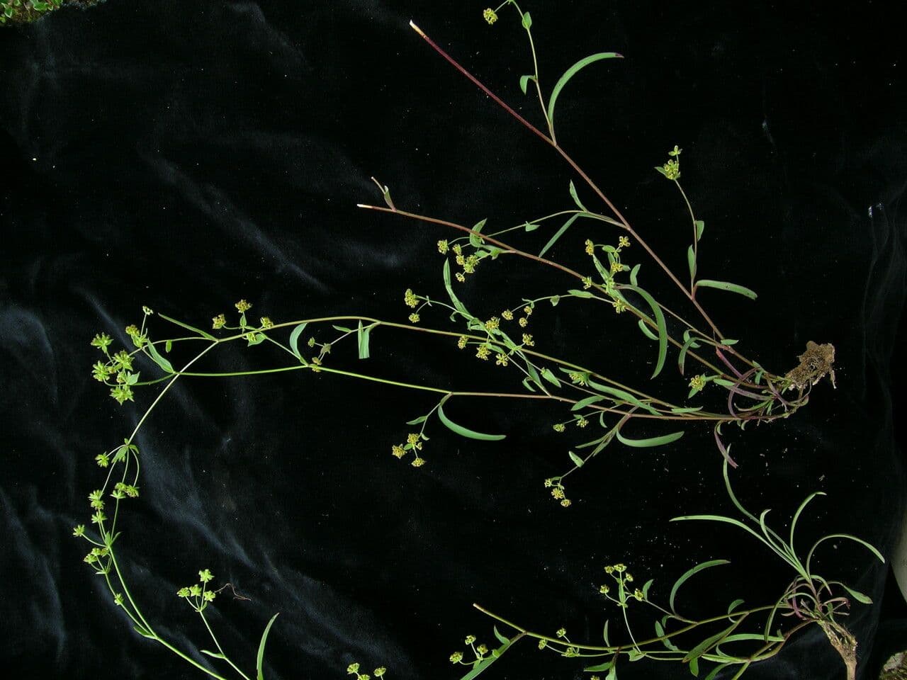 Bupleuro gracile 7