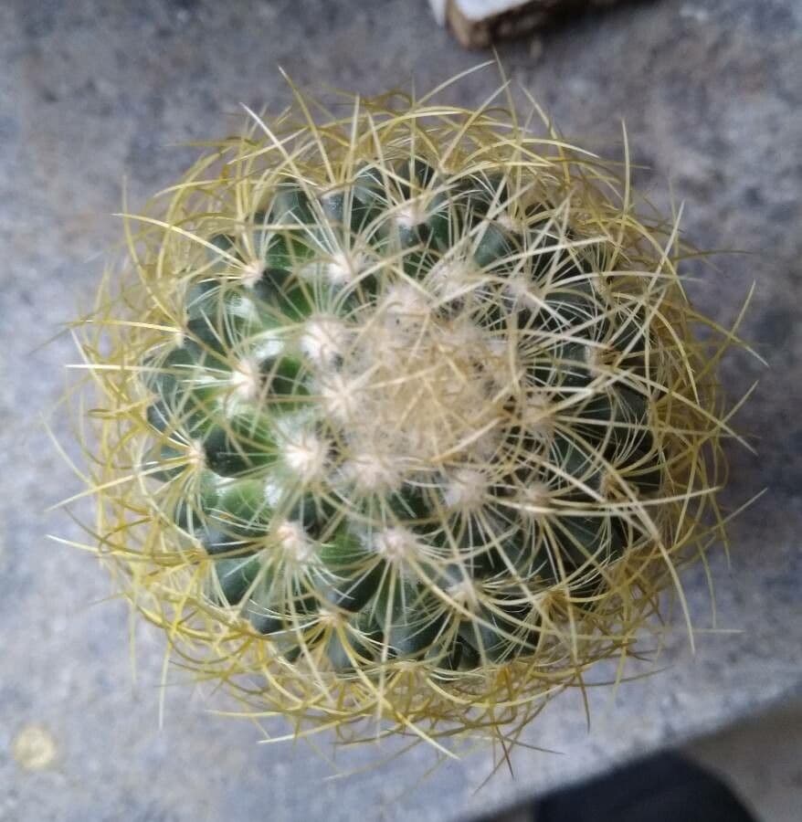 Cactus 9
