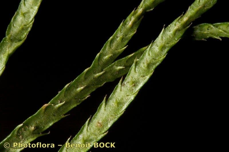 Lycopode aplati 15