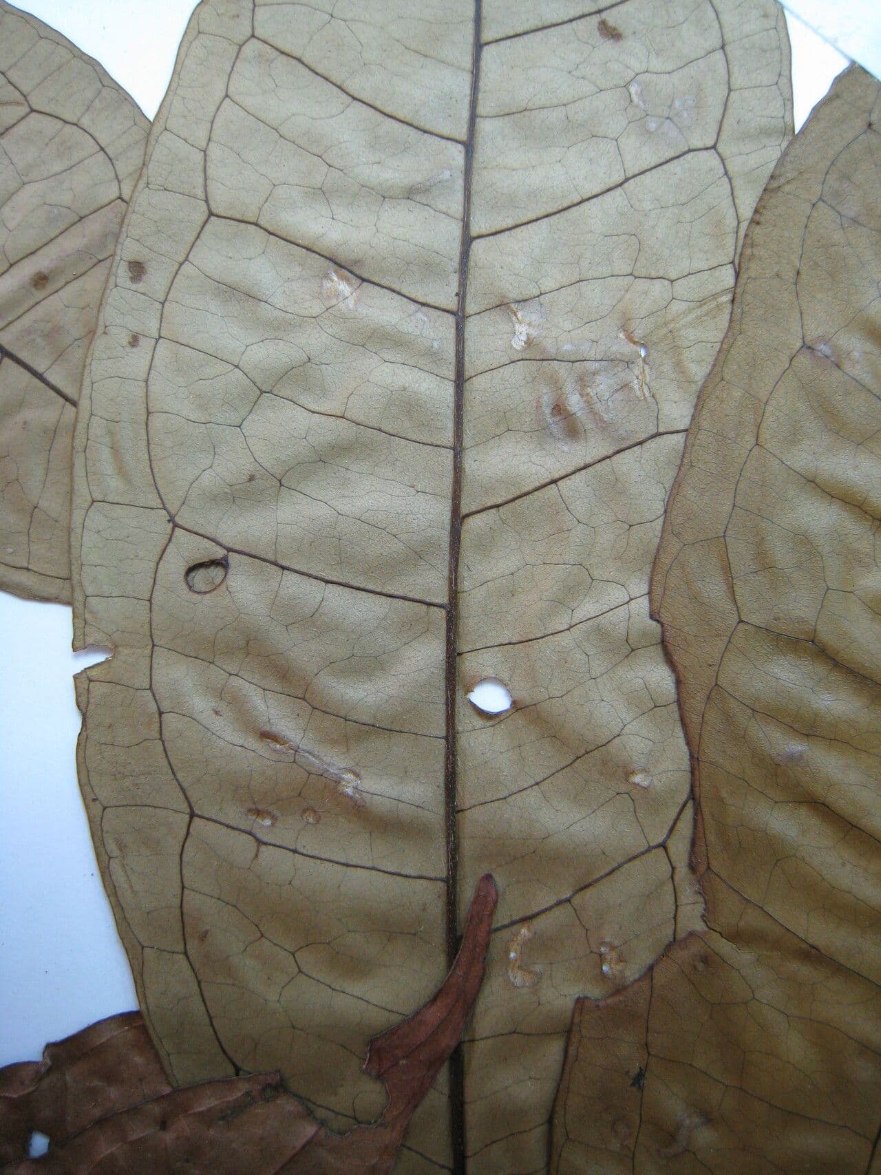 Eugenia 10