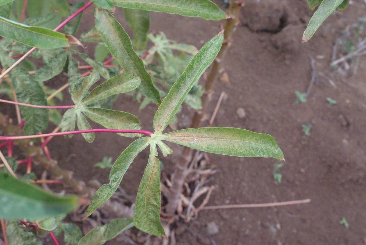 Zanthoxylum 11