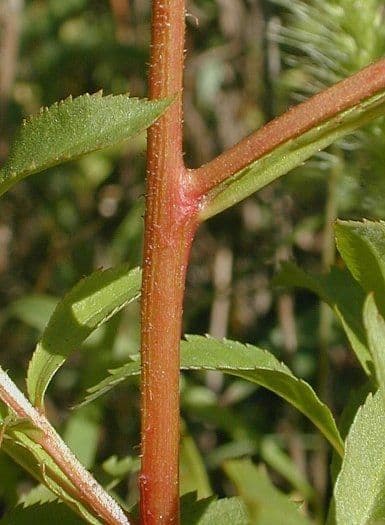 Penthorum sedoides 18
