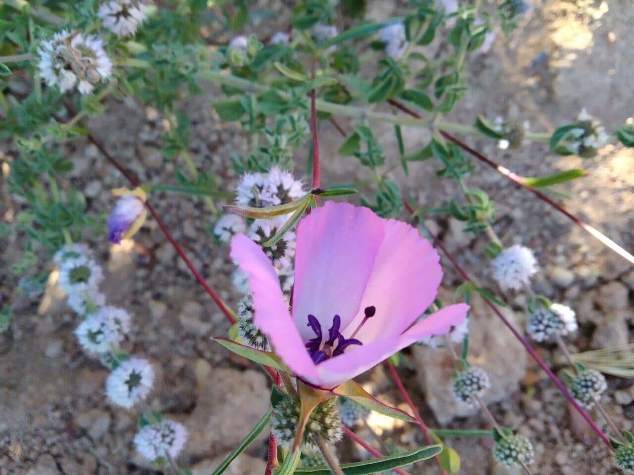 Calochortus splendens 2