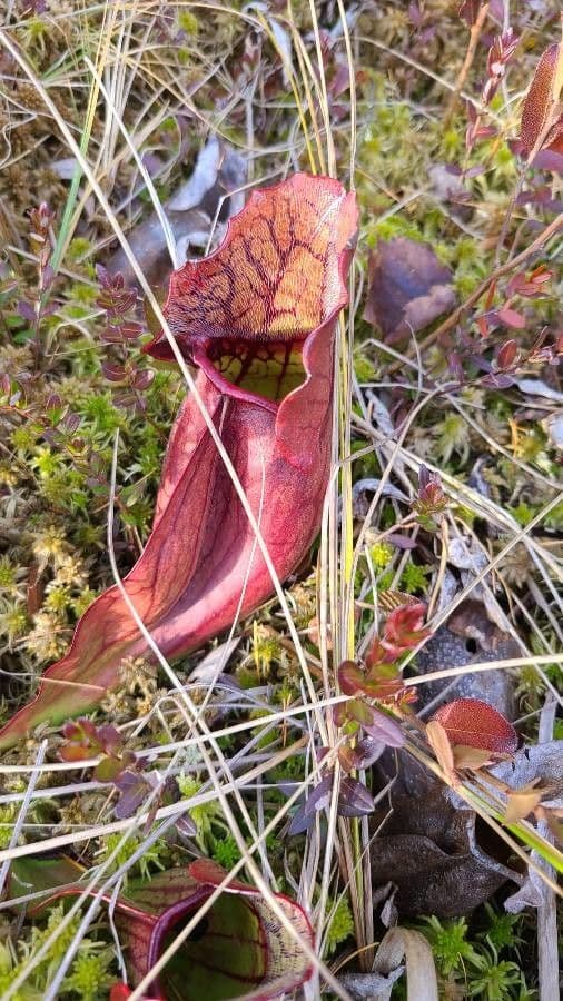 Rote Schlauchpflanze 10