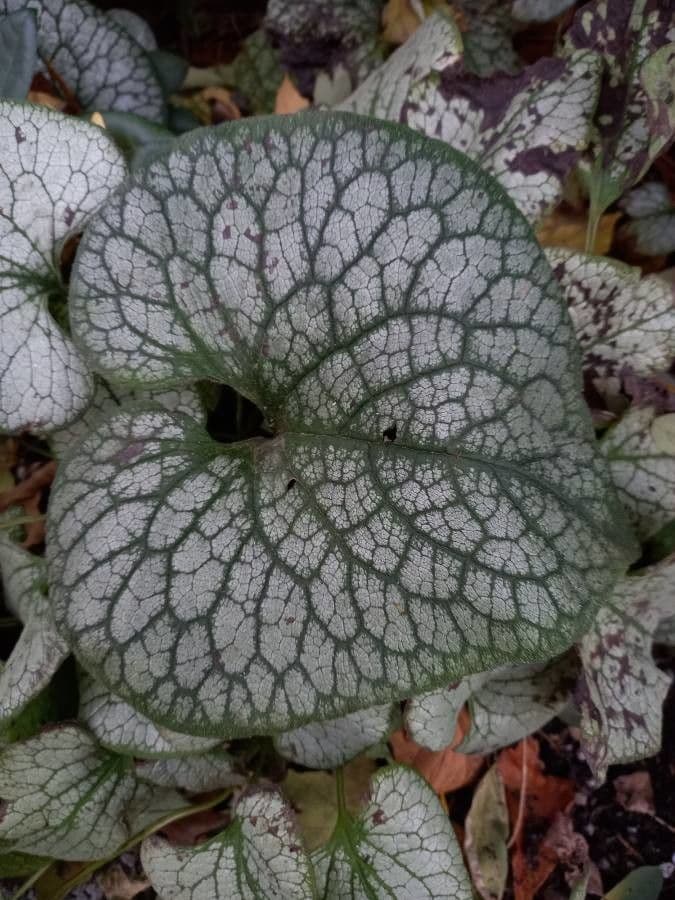 Brunnera macrophylla 14