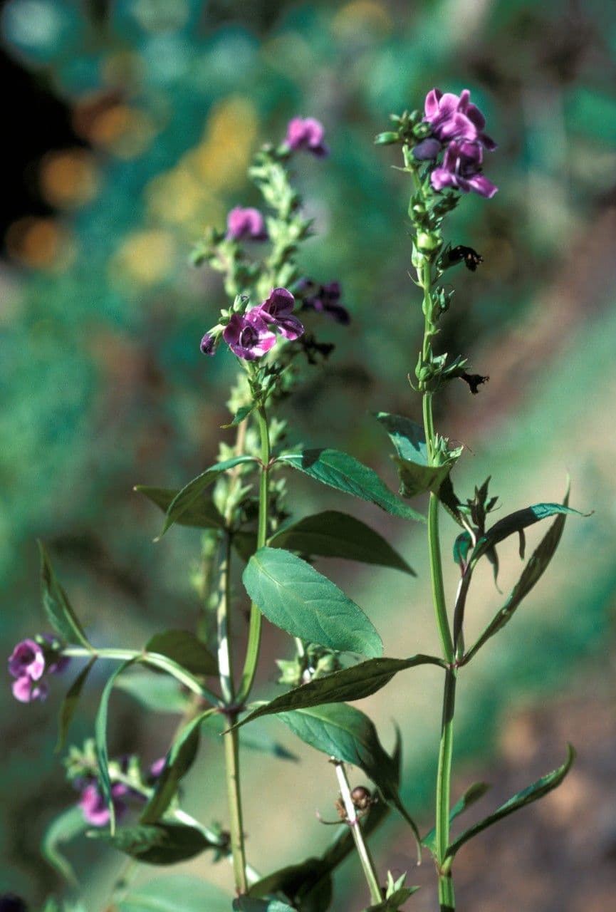 Artanema