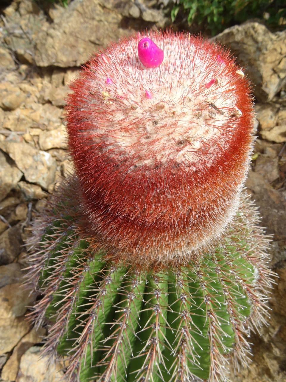 Melocactus 3