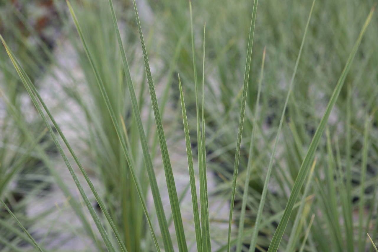 Cordyline 23