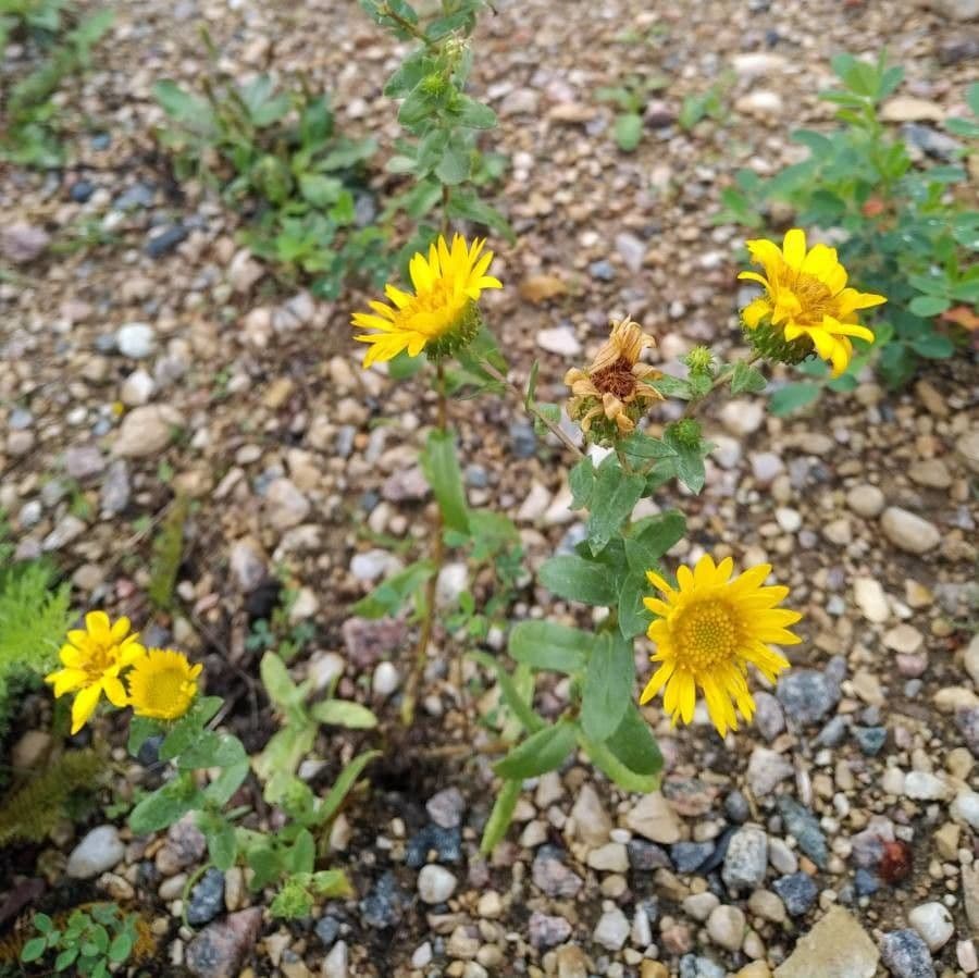 Grindelia 6
