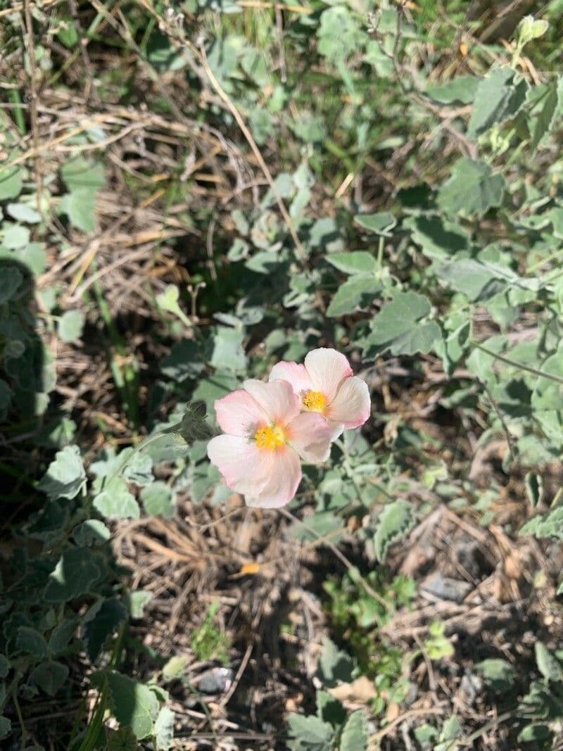Krapovickasia flavescens