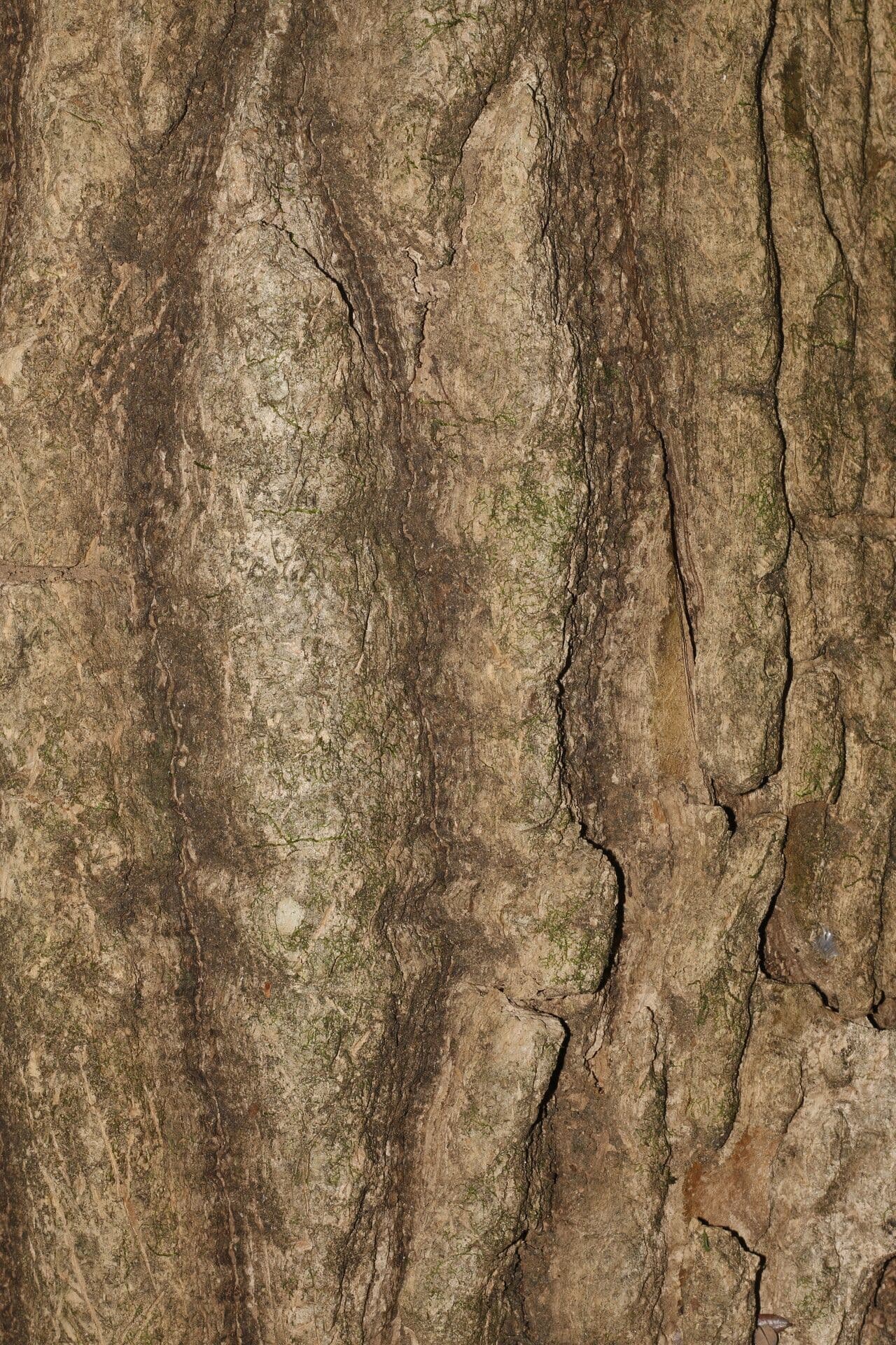 Gyrocarpus 13