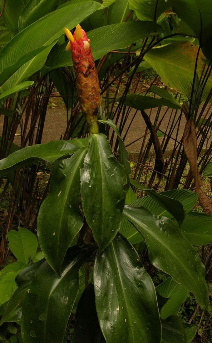 Costus 18
