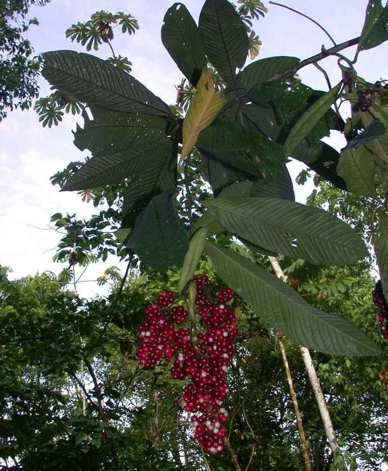 Ardisia 20