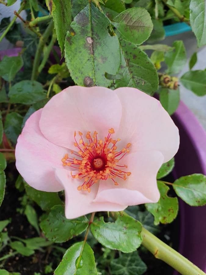 Rosa 6