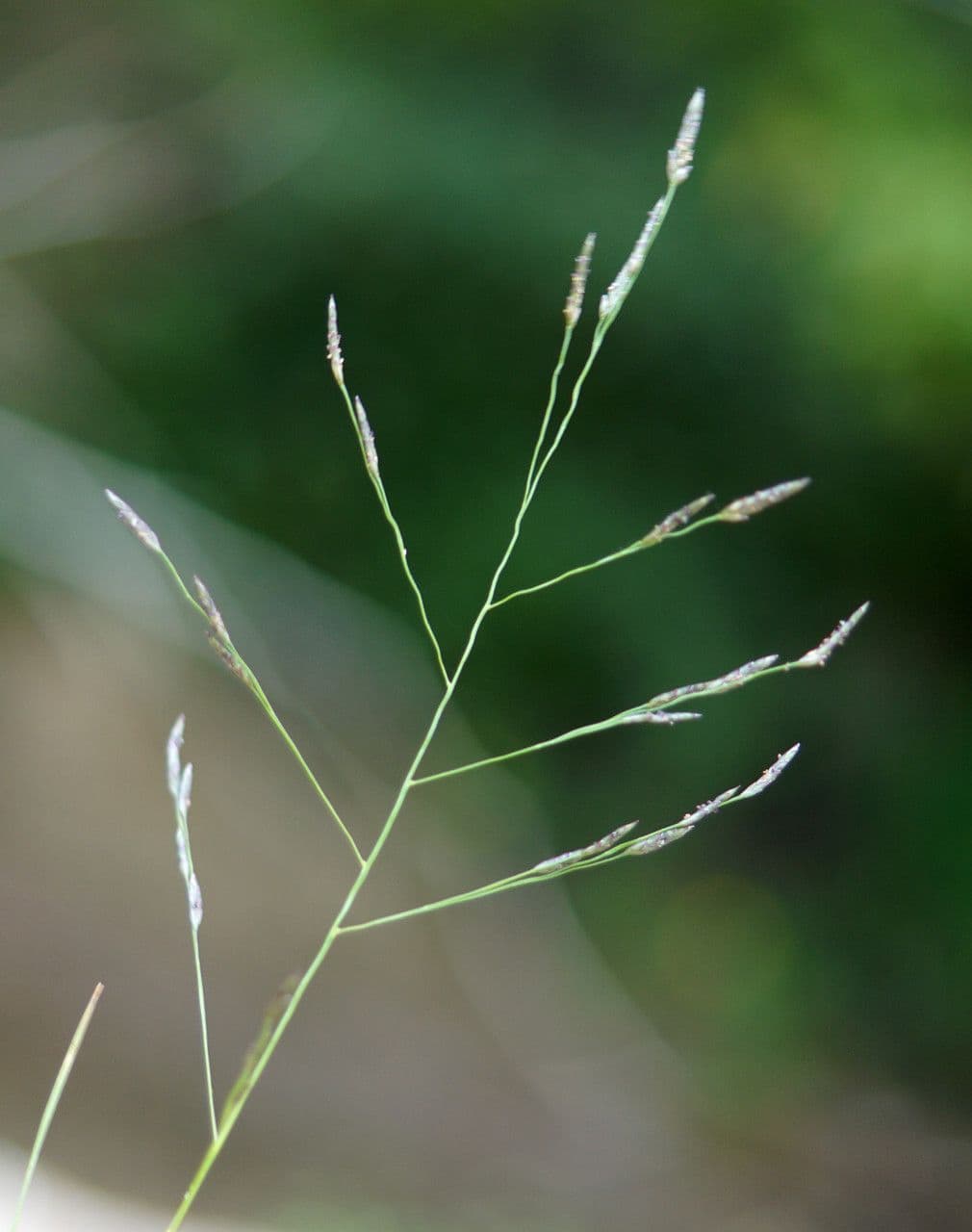 Eragrostis pectinacea 2