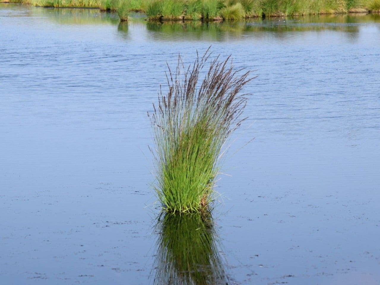Molinia 22