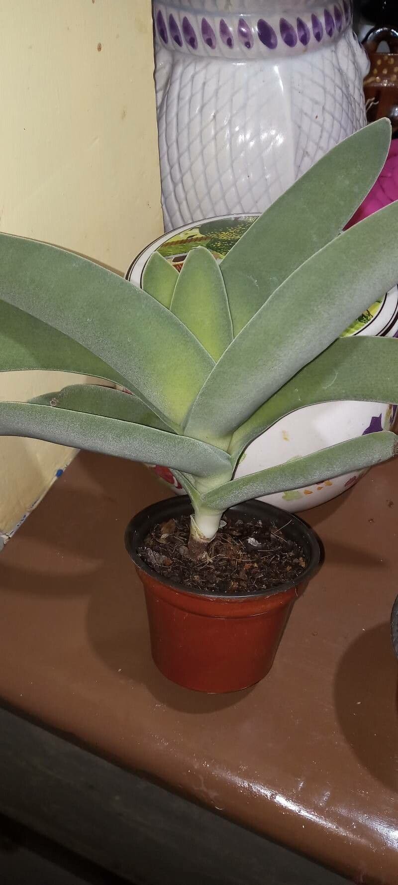 Crassula perfoliata 17