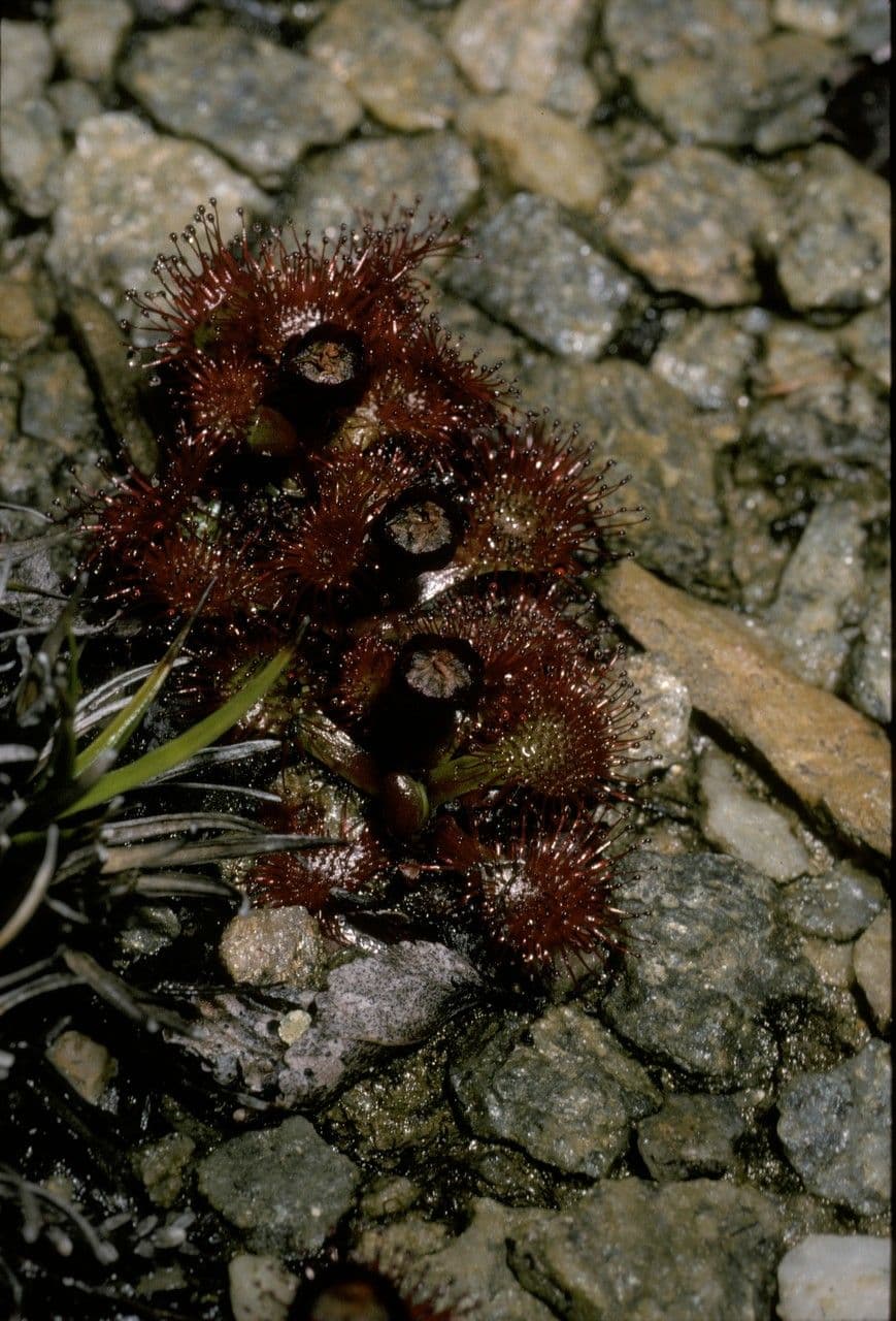 Drosera 7
