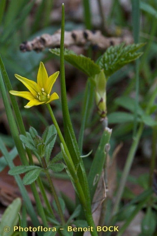 Gagea spathacea 16
