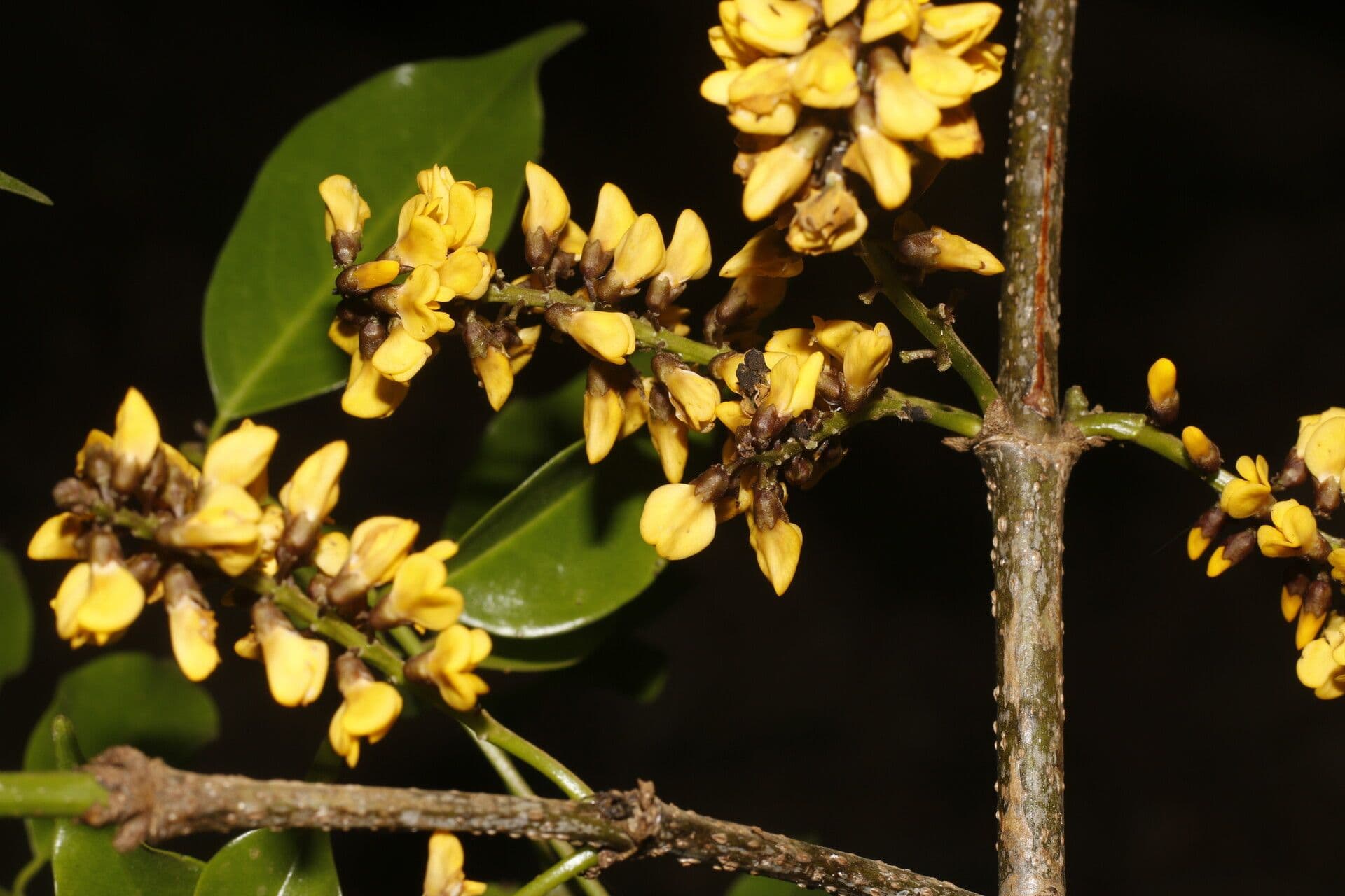 Platymiscium 4