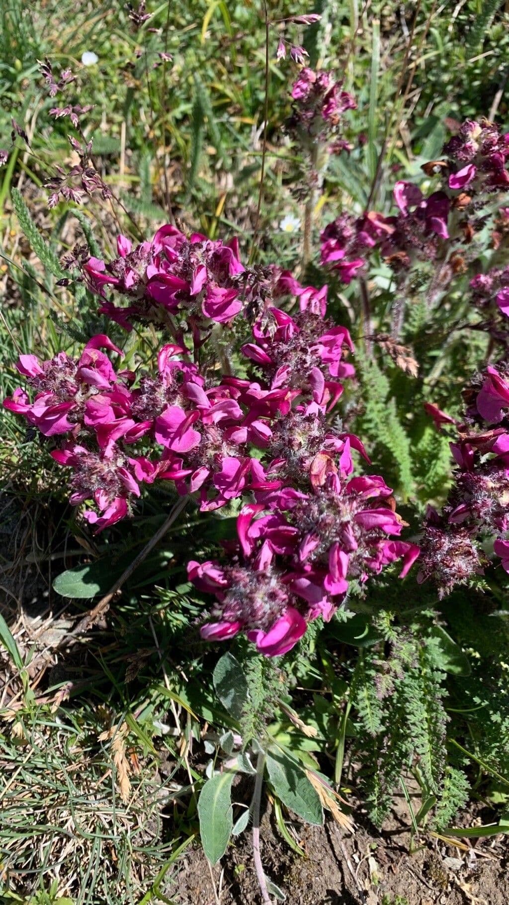 Pedicularis cenisia