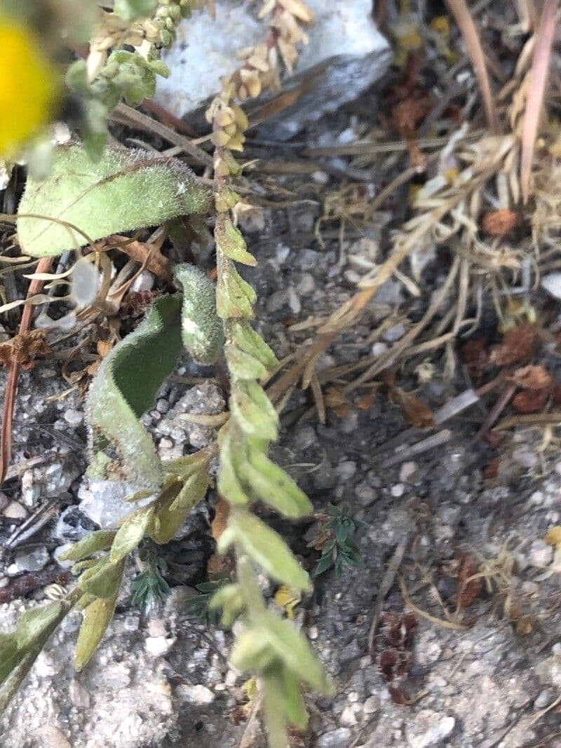 Linaria saxatilis 10