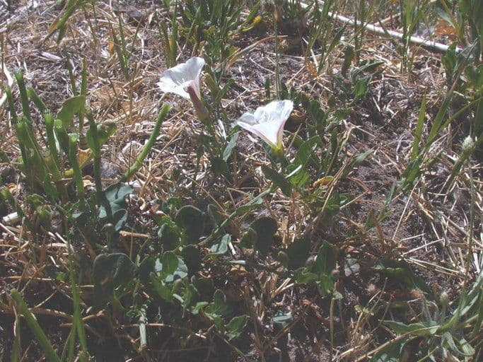 Calystegia 11