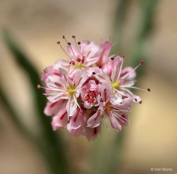 Anglestem buckwheat 5