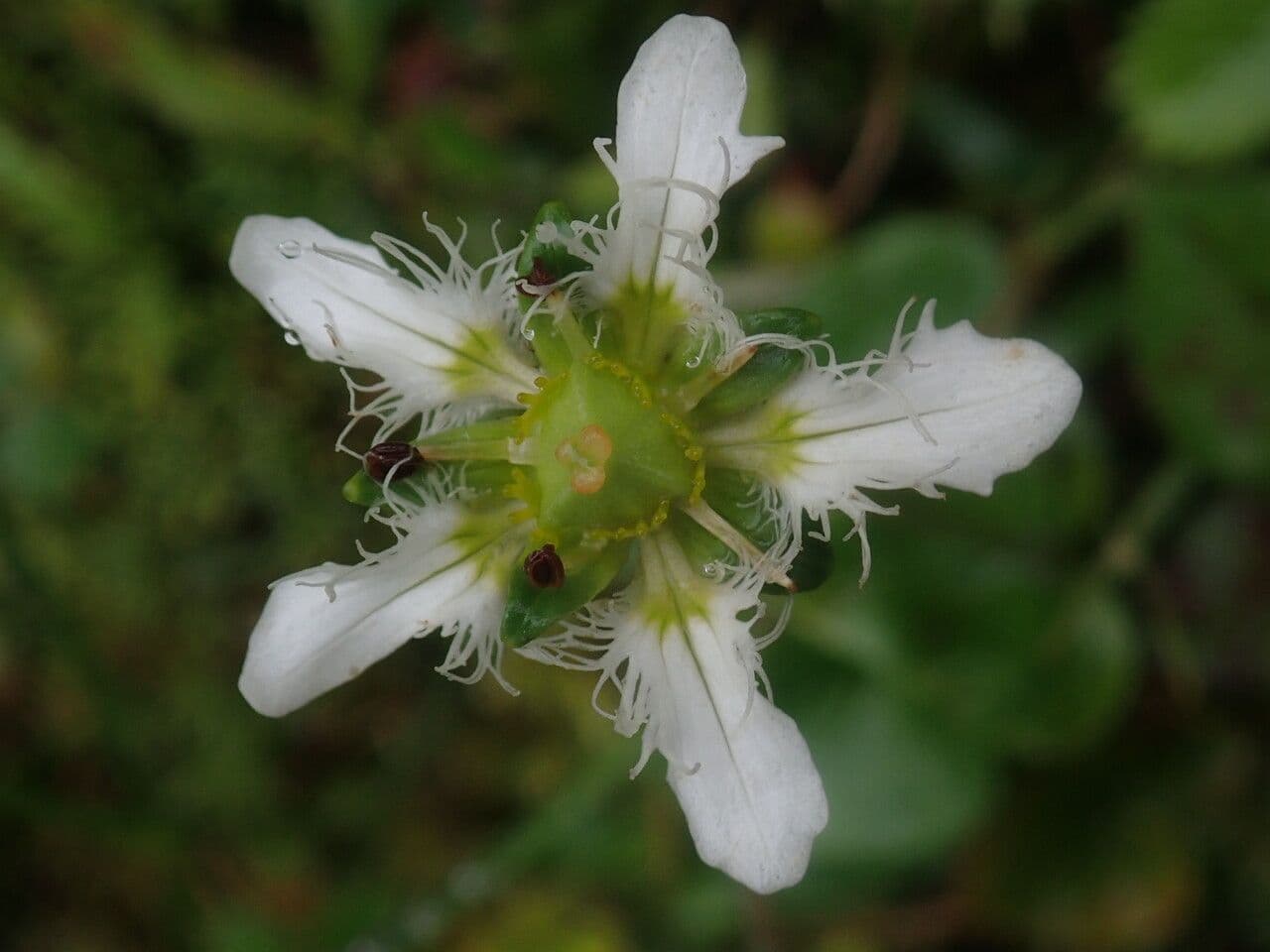 Parnassia