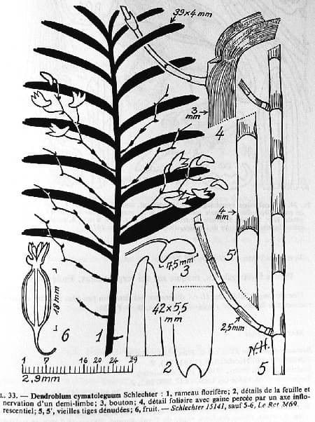 Dendrobium 15