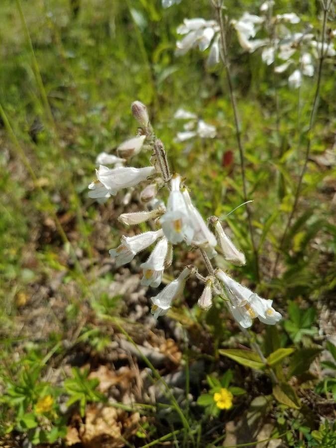 Penstemon 2