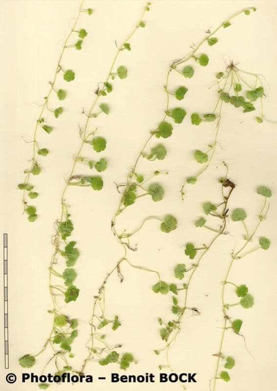 Sibthorpia Europaea 19