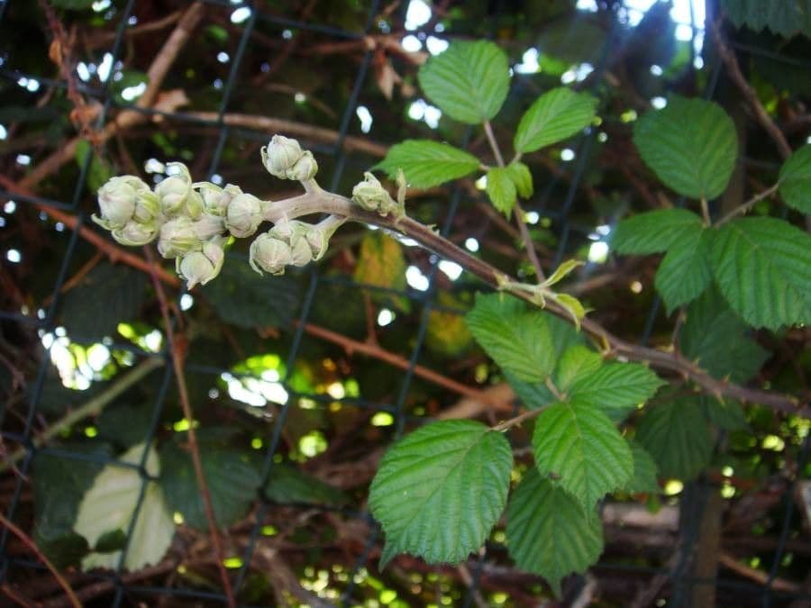 Ronce à feuilles d'orme 26