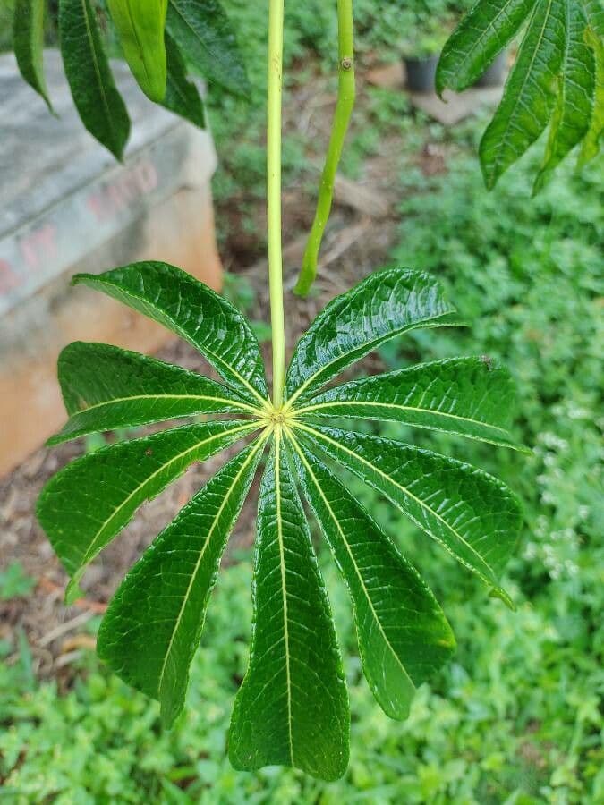 Jacaratia 2