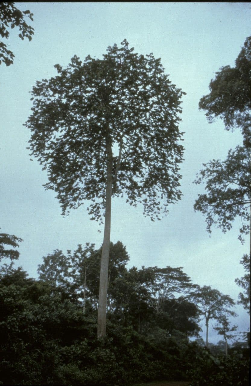 Pycnanthus