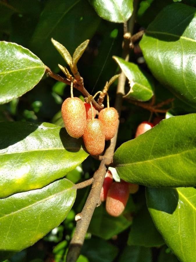 Elaeagnus multiflora