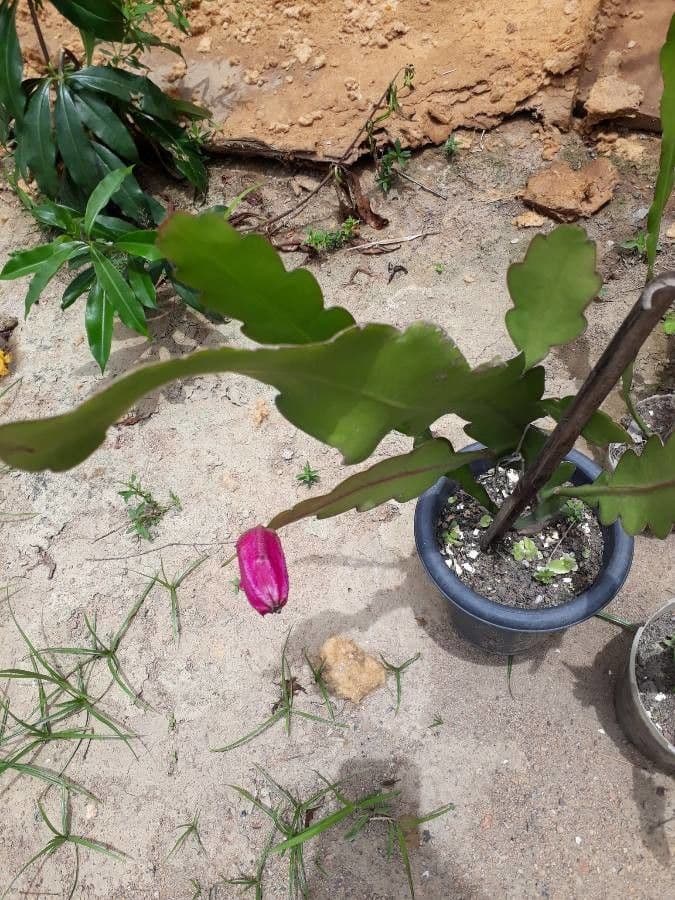 Cactus grimpant 3