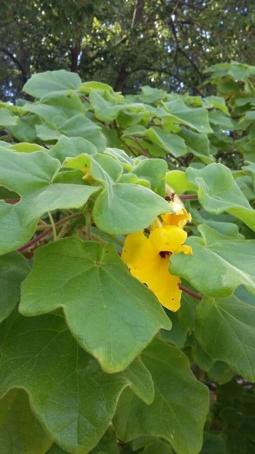Uncarina 8