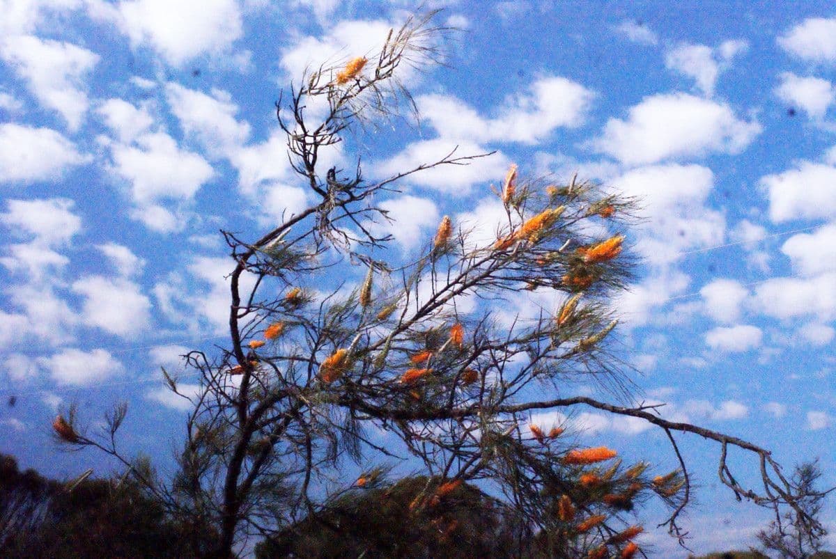Grevillea 7