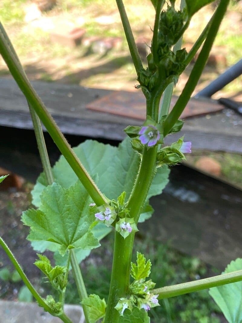 Malva verticillata 7