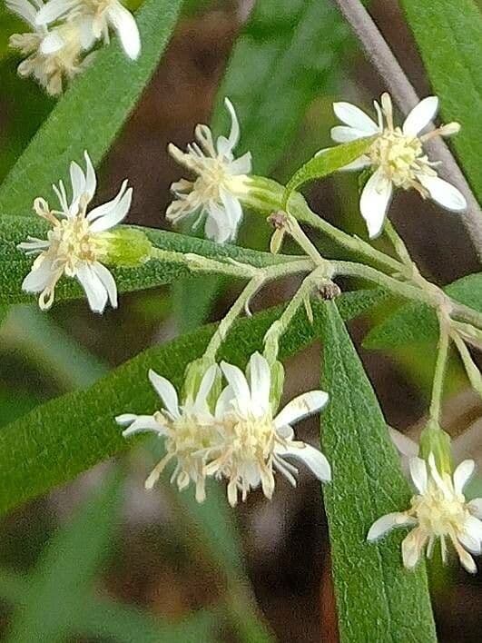 Olearia viscidula 2