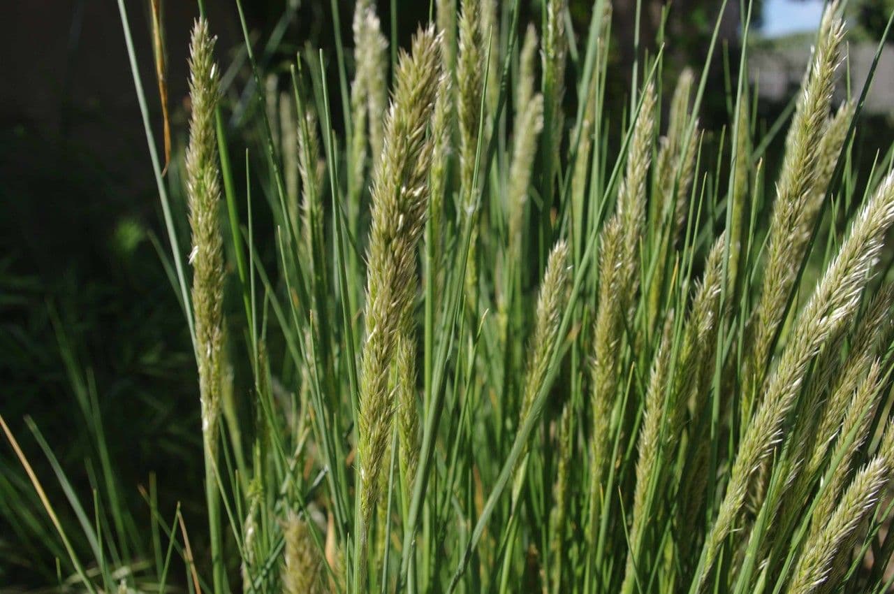 Paleo odoroso 15