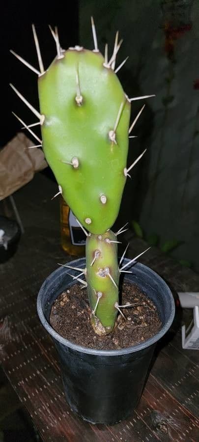 Opuncja Monacantha 27