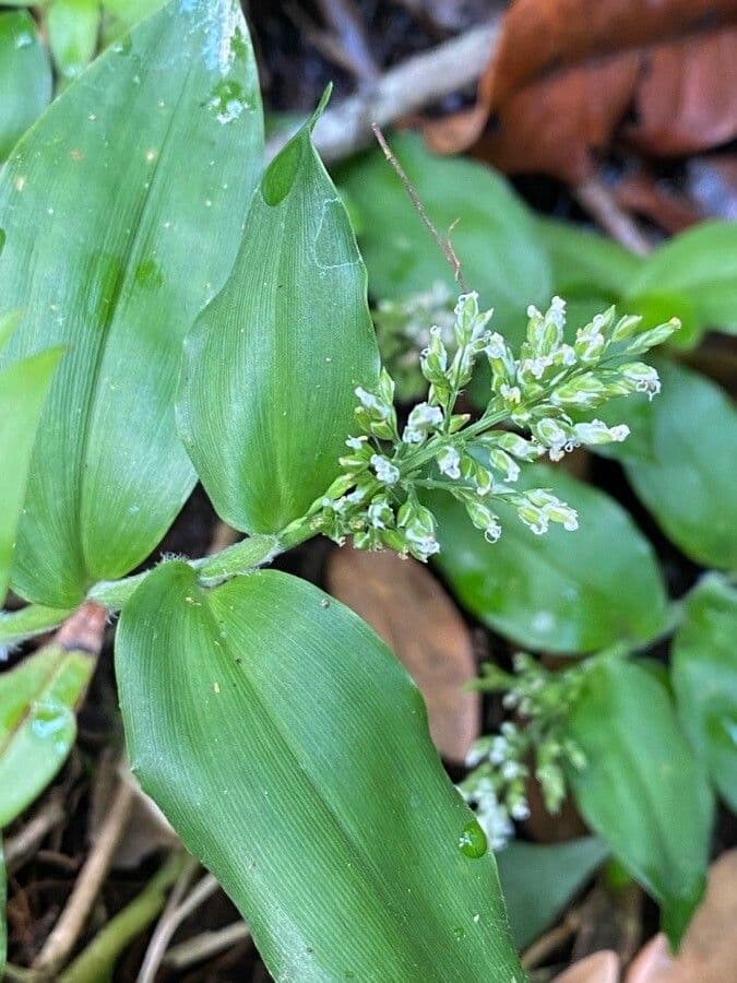 Ichnanthus pallens 3
