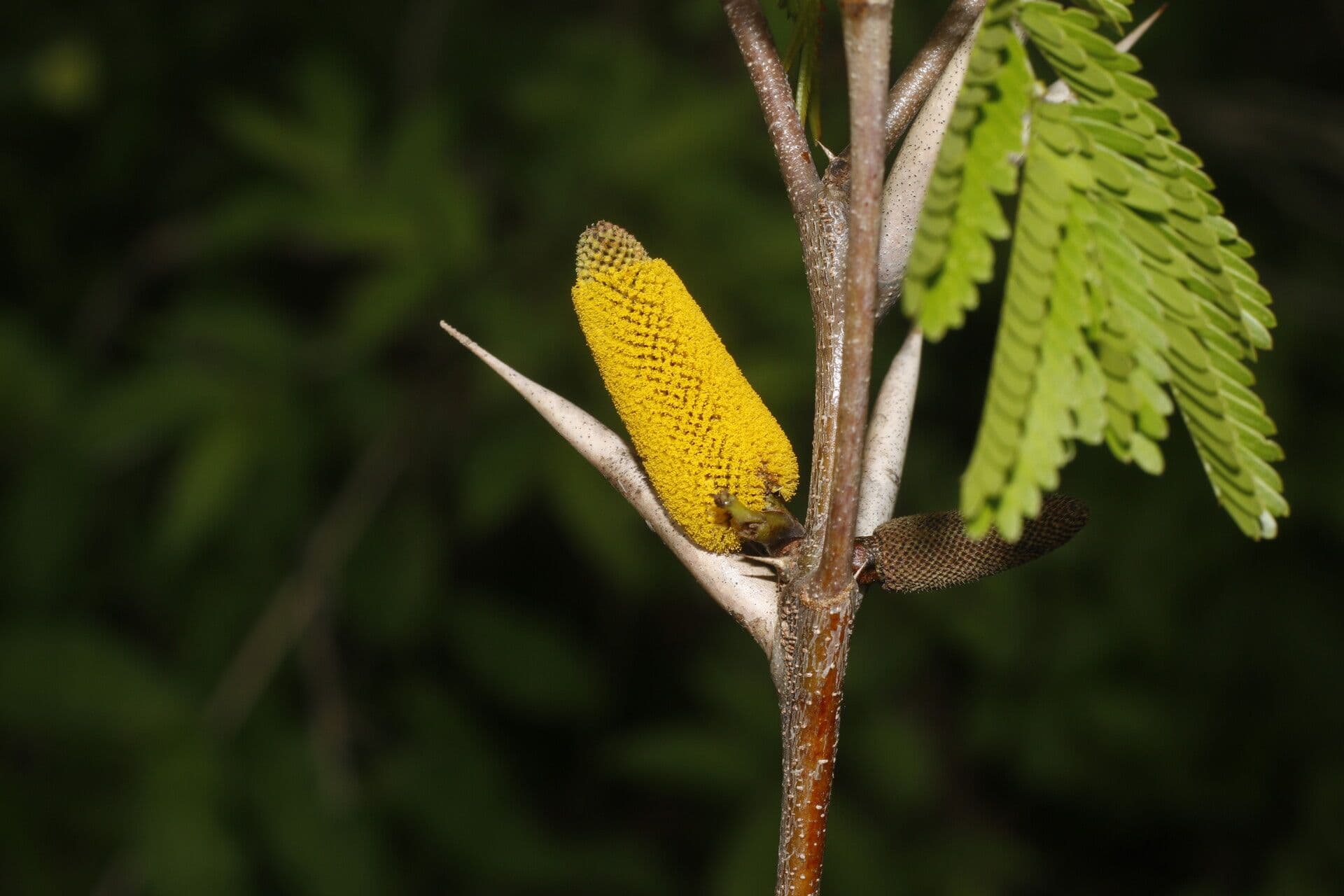 Acacia cornuta 6