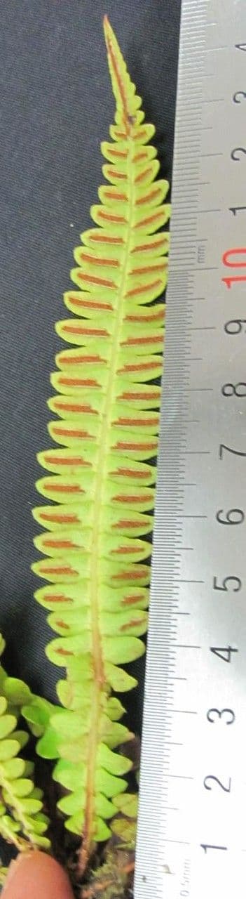 Blechnum polypodioides 11