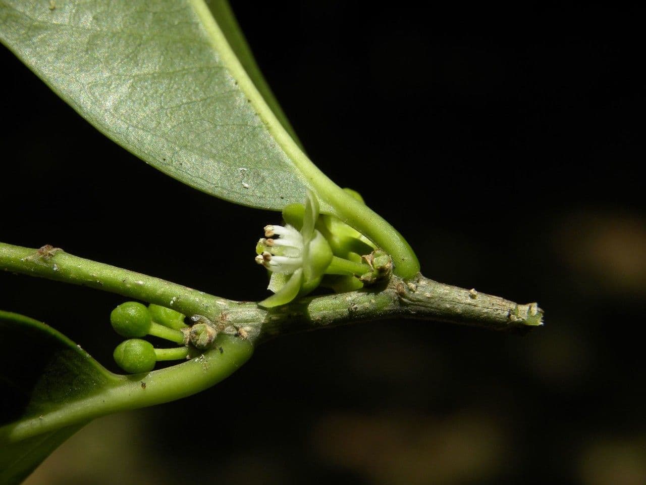 Casearia 2