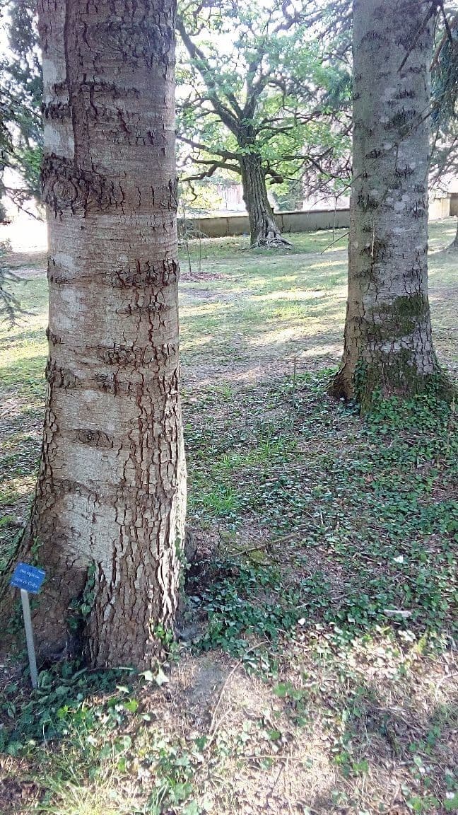 Jodła cilicka 20