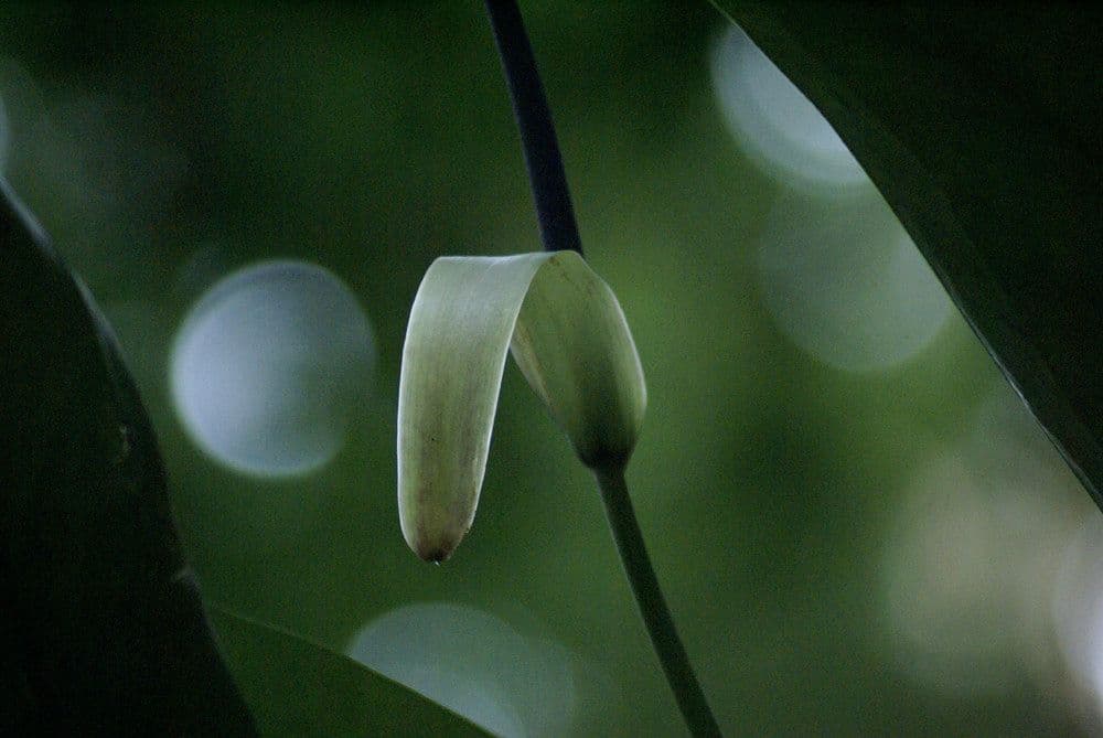 Richeria grandis 5