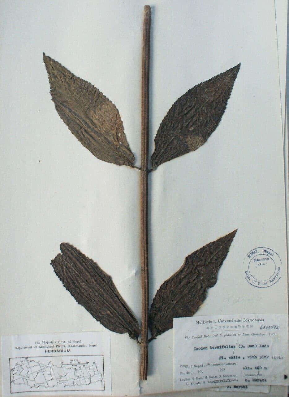 Isodon 3